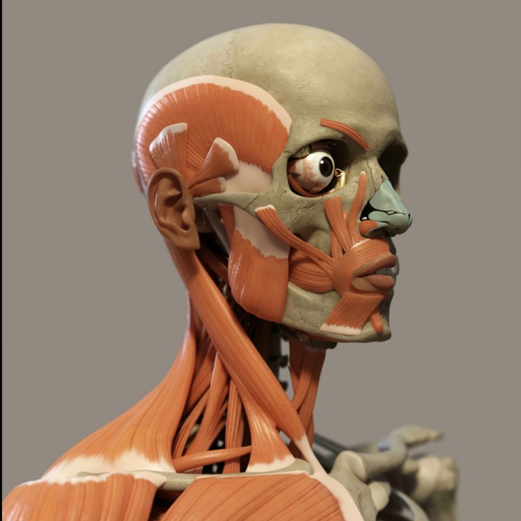 What You Need to Be an&nbsp;Osteopath